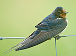BB 10 0303 / Hirundo rustica / Låvesvale